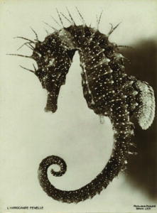 Fotograma de L’Hippocampe, de Jean Painlevé, 1933