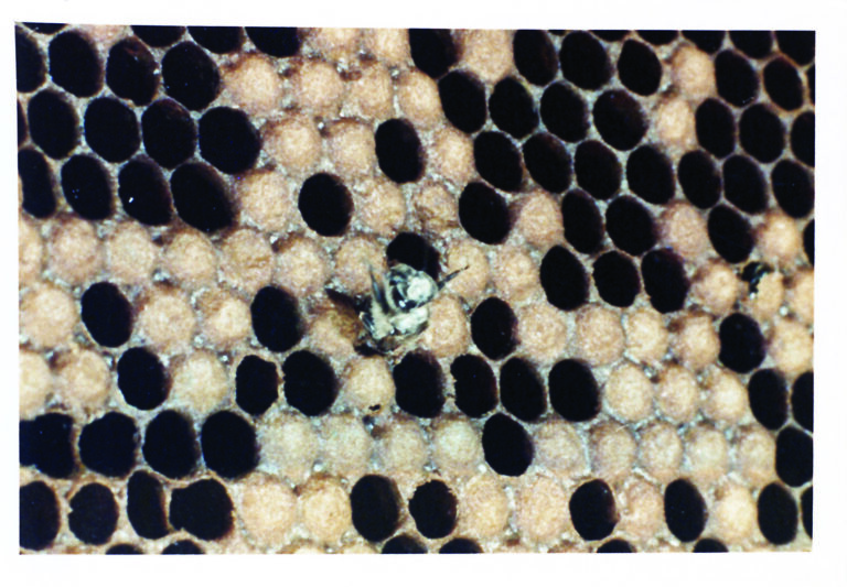 Fotograma de La aventura de Api, de Guillermo Zúñiga, 1964