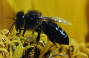 Fotograma de La aventura de Api, de Guillermo Zúñiga, 1964