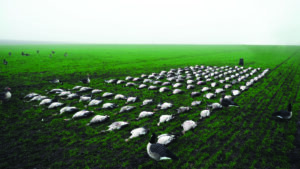 Caza de gansos en Suecia. Foto DK WAI. © CC BY 3.0