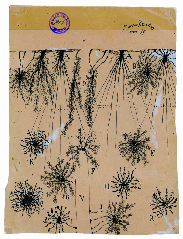 Santiago Ramón y Cajal, células gliales de la corteza cerebral de un niño, 1904. © Instituto Cajal CSIC