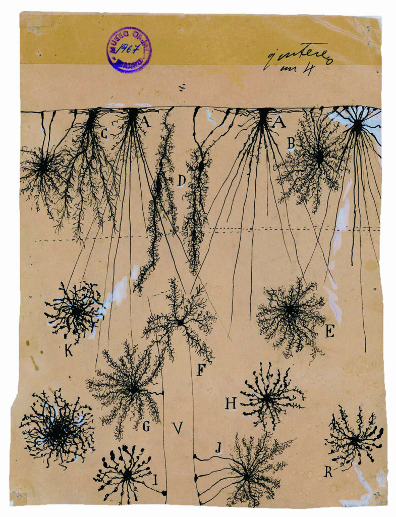 Santiago Ramón y Cajal, células gliales de la corteza cerebral de un niño, 1904. © Instituto Cajal CSIC