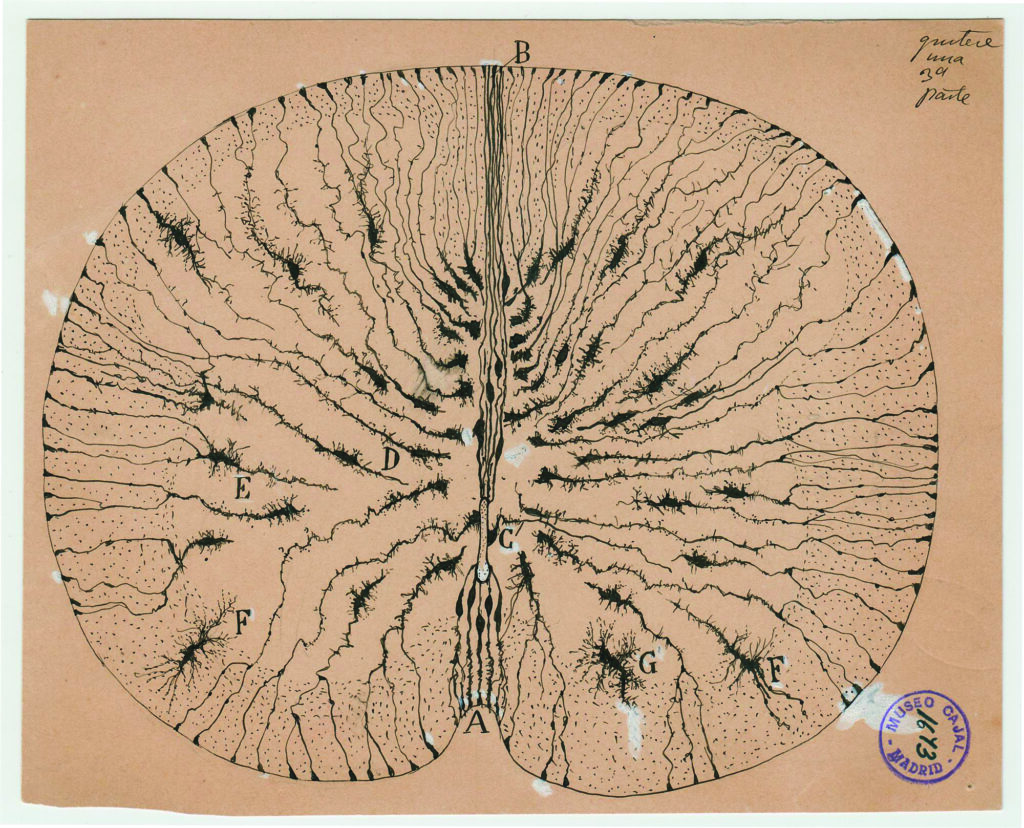 Santiago Ramón y Cajal, células gliales de la médula espinal del ratón, 1899. © Instituto Cajal CSIC