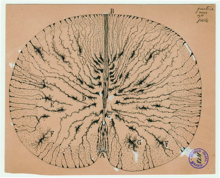 Santiago Ramón y Cajal, células gliales de la médula espinal del ratón, 1899. © Instituto Cajal CSIC